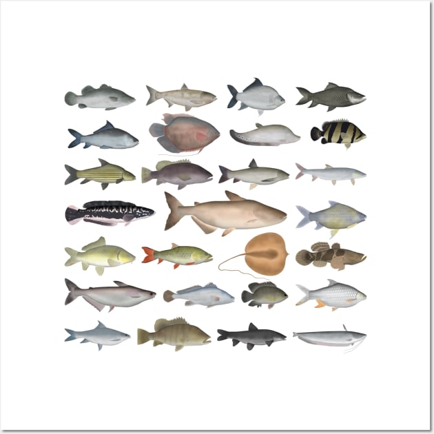 Southeast Asia Freshwater Fish Group Wall Art by FishFolkArt